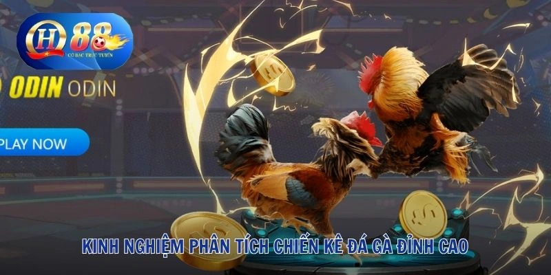 Đá Gà QH88 3 Kinh nghiệm phân tích chiến kê đá gà đỉnh cao