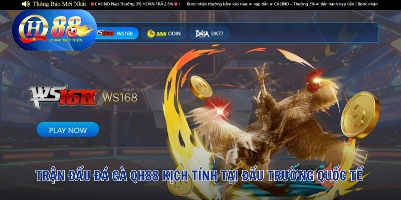 Đá Gà QH88 1 Trận đấu đá gà QH88 kịch tính tại đấu trường quốc tế